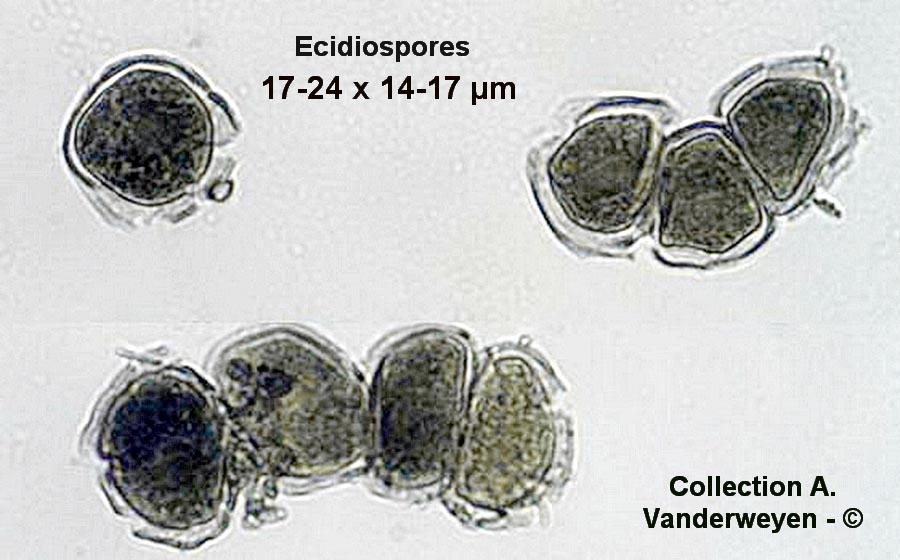 Puccinia thesii