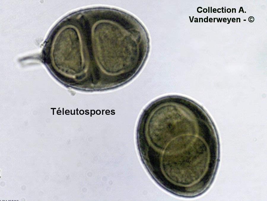 Puccinia thesii