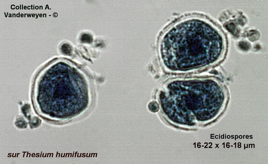 Puccinia thesii