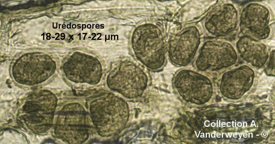 Puccinia recondita