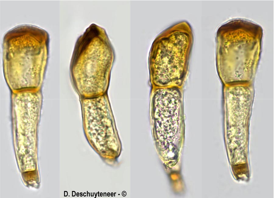 Puccinia triticina