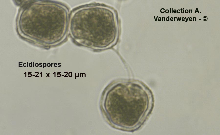 Puccinia uliginosa