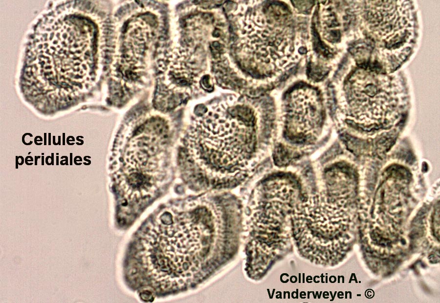 Puccinia uliginosa