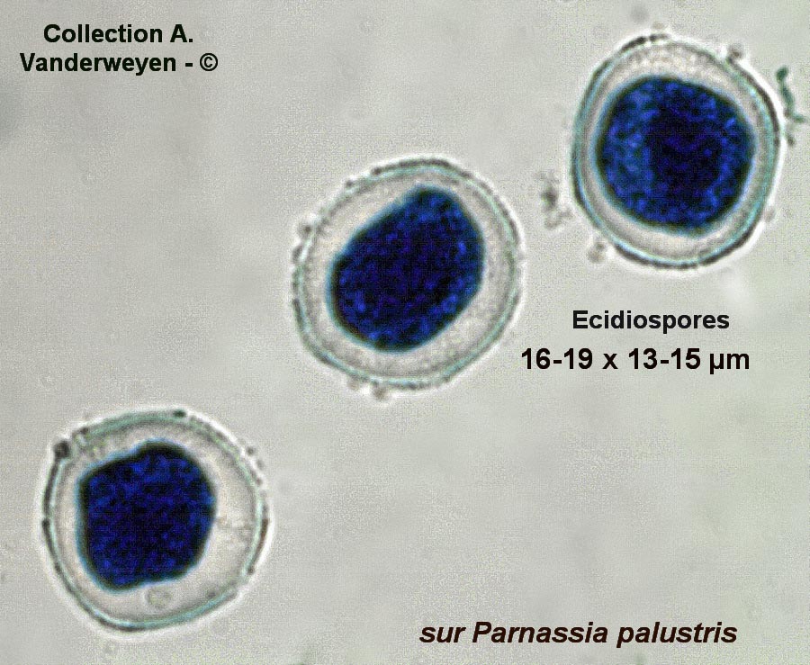 Puccinia uliginosa