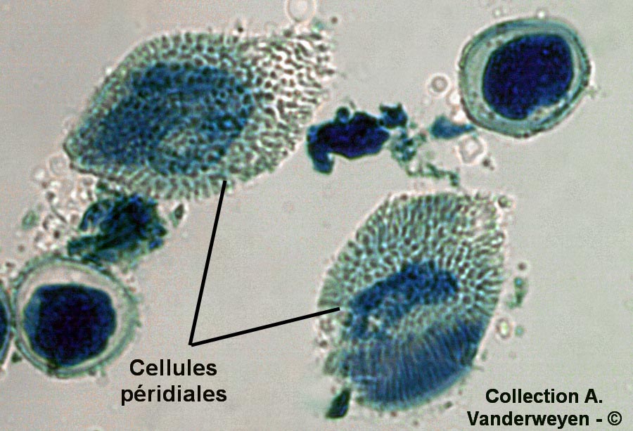 Puccinia uliginosa