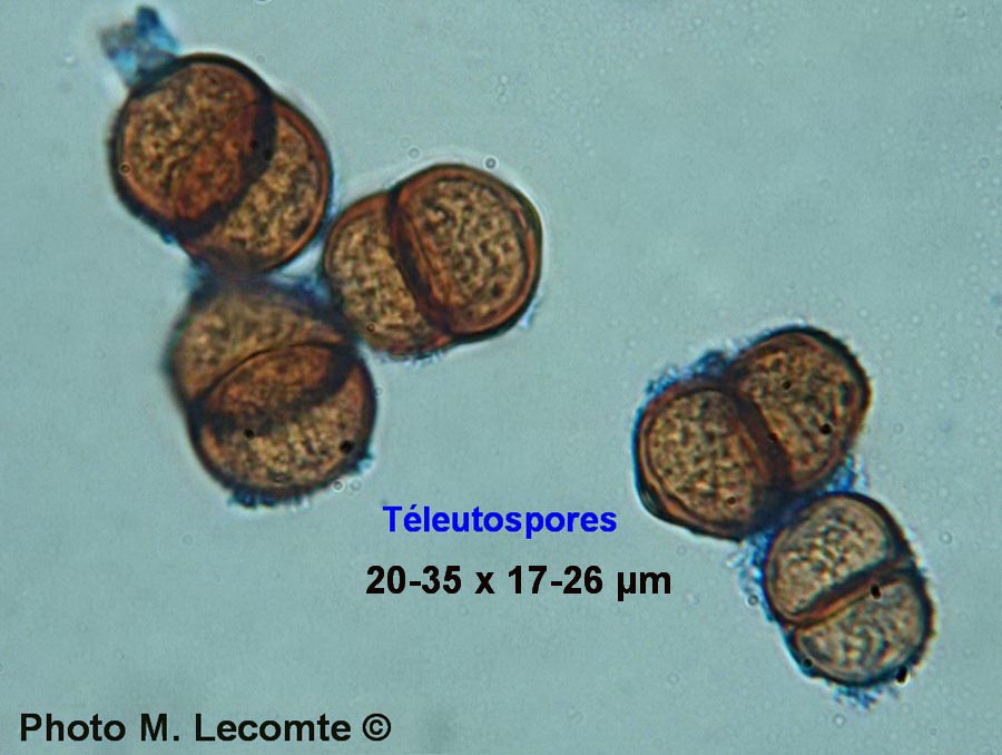 Puccinia umbilici