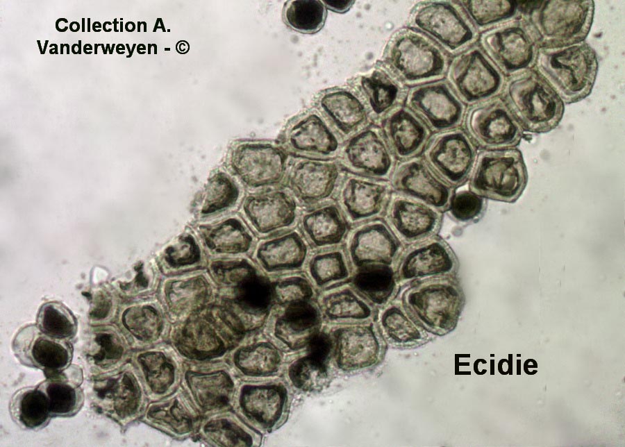 Puccinia urticata