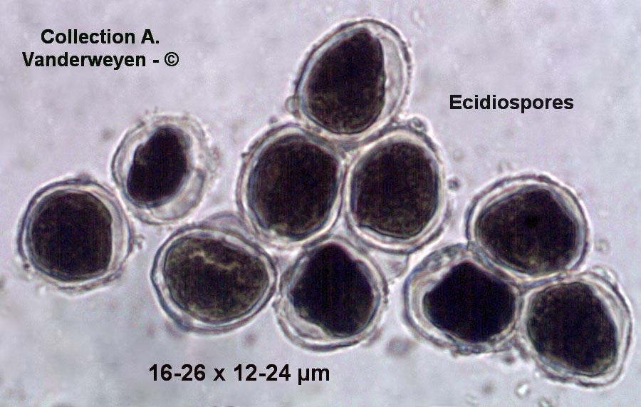 Puccinia urticata