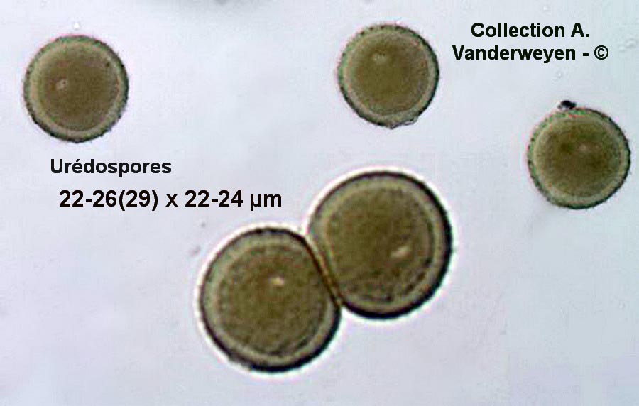 Puccinia variabilis