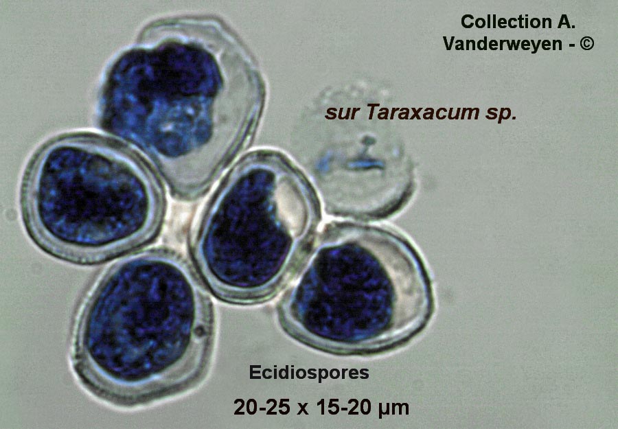 Puccinia variabilis