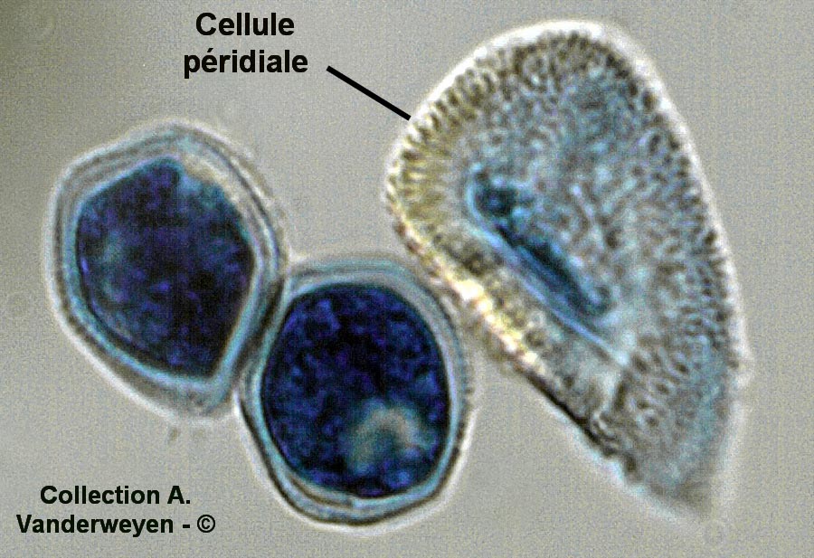 Puccinia variabilis