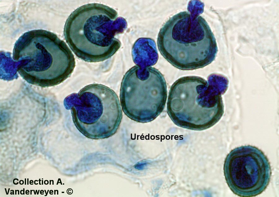 Puccinia variabilis