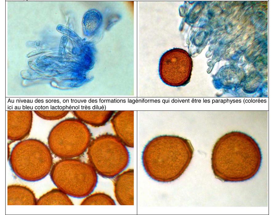 Puccinia variabilis