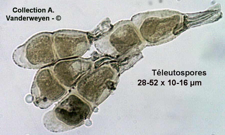 Puccinia veronicae