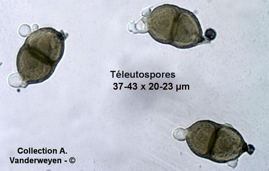 Puccinia vincae