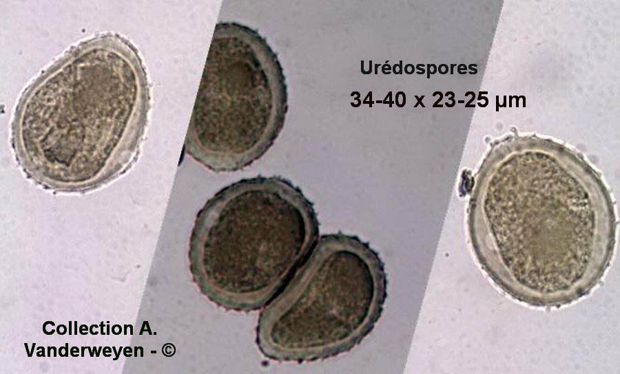 Puccinia vincae