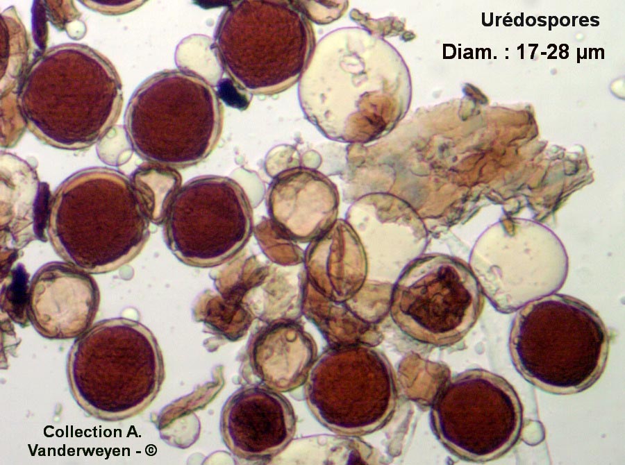 Puccinia violae