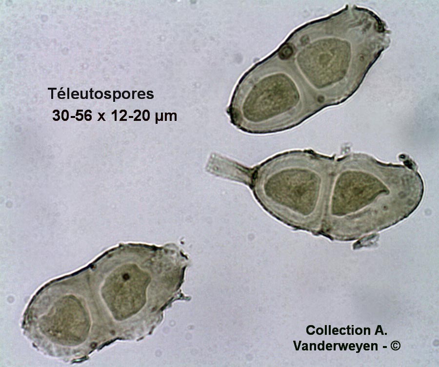 Puccinia virgae-aureae