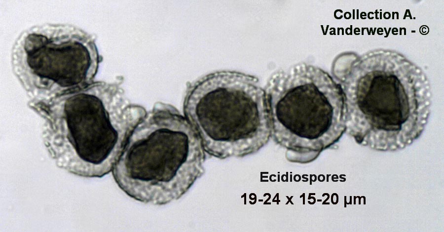 Puccinia winteriana (Puccinia sessilis)