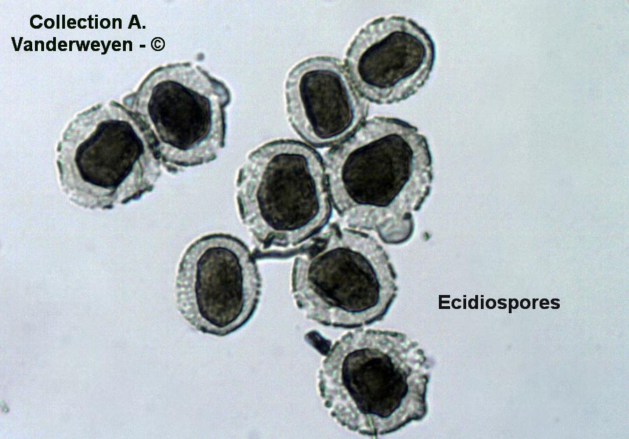 Puccinia winteriana (Puccinia sessilis)