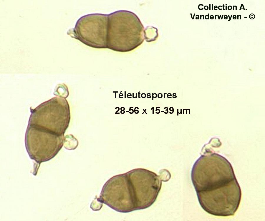 Puccinia zopfii (Puccinia calthicola)