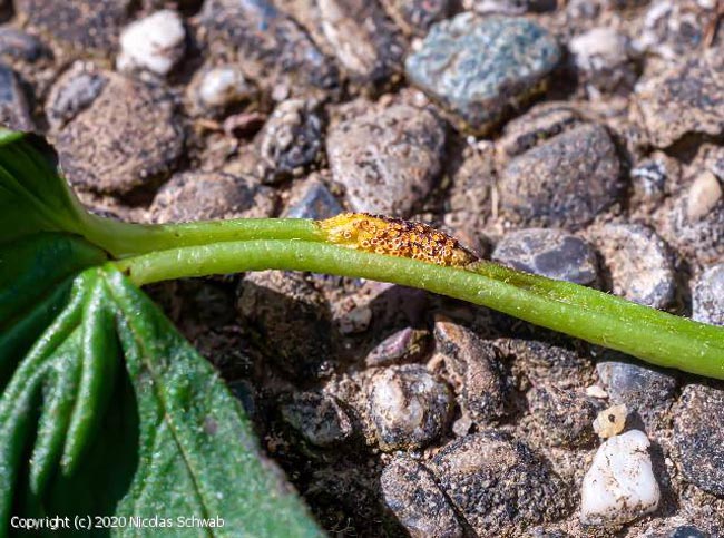 Puccinia actaeae-agropyri