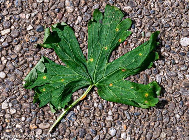 Puccinia actaeae-agropyri