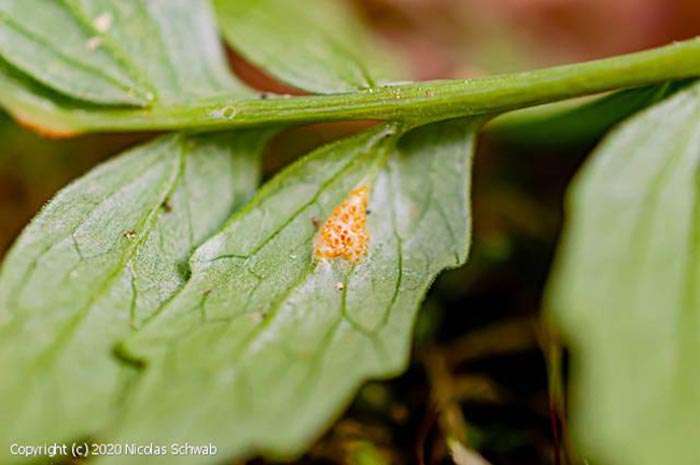 Puccinia commutata