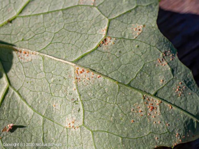 Puccinia maculosa