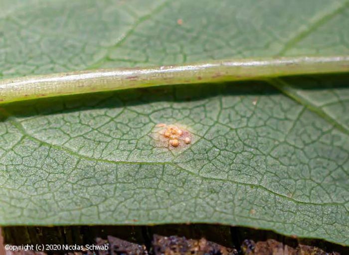 Puccinia maculosa