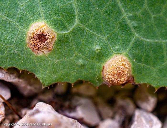 Puccinia opizii