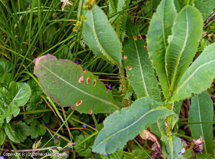 Puccinia opizii
