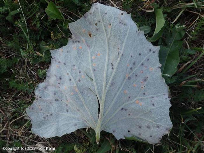 Puccinia petasitis-pendulae