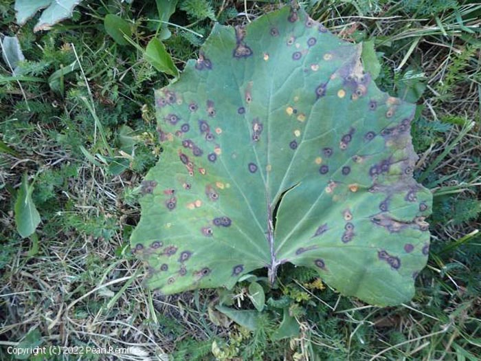 Puccinia petasitis-pendulae
