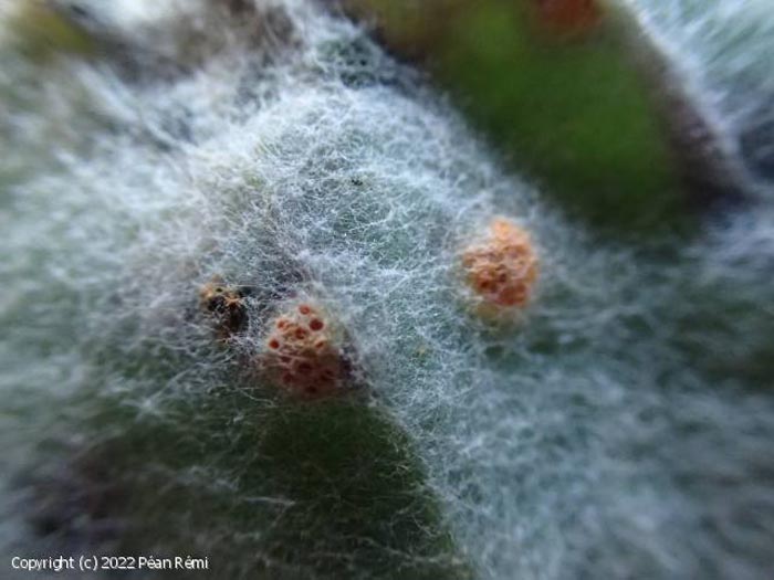 Puccinia petasitis-pendulae
