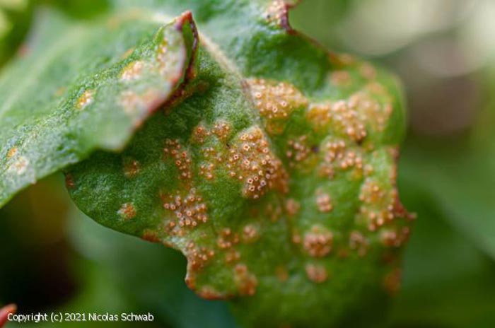 Puccinia praecox