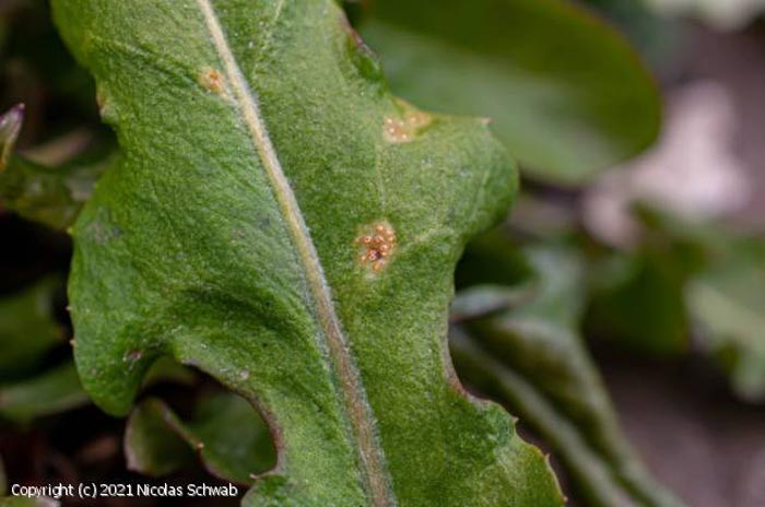 Puccinia praecox