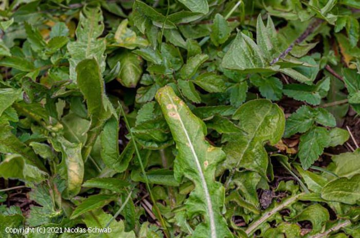 Puccinia praecox