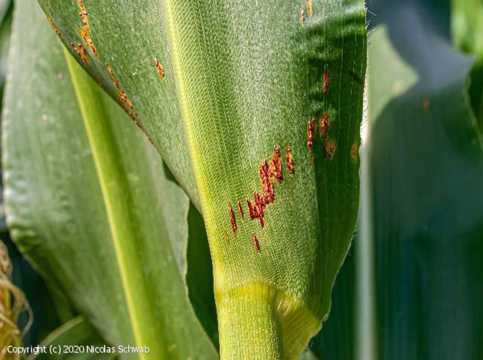 Puccinia sorghi