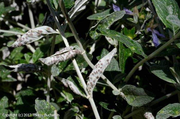 Puccinia teucrii