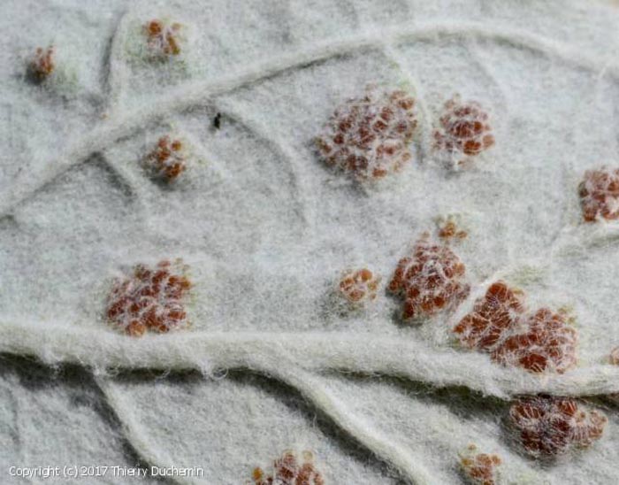 Puccinia teucrii