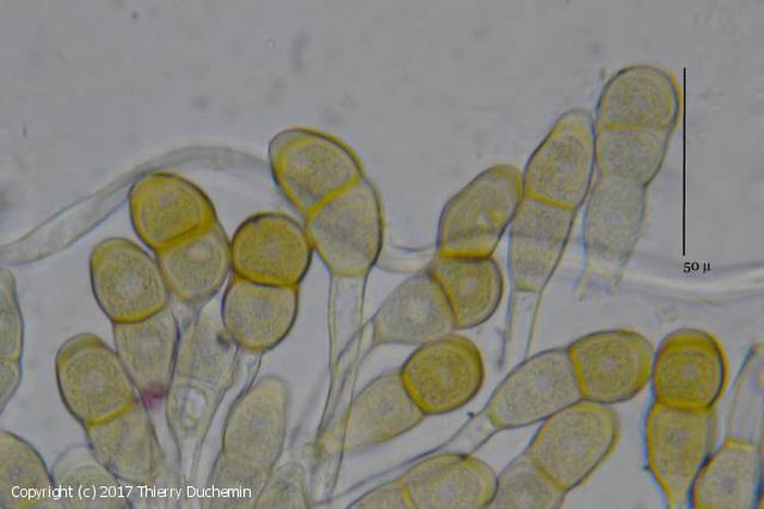 Puccinia teucrii