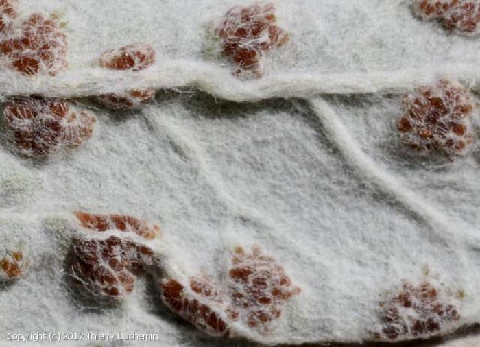 Puccinia teucrii