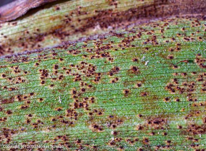 Puccinia veratri
