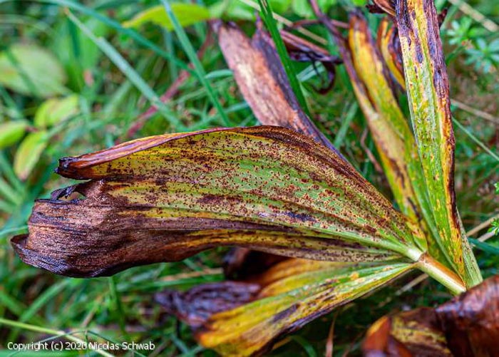 Puccinia veratri