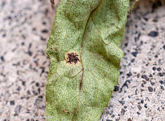 Puccinia virgae-aureae