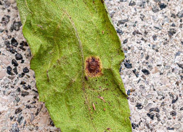 Puccinia virgae-aureae