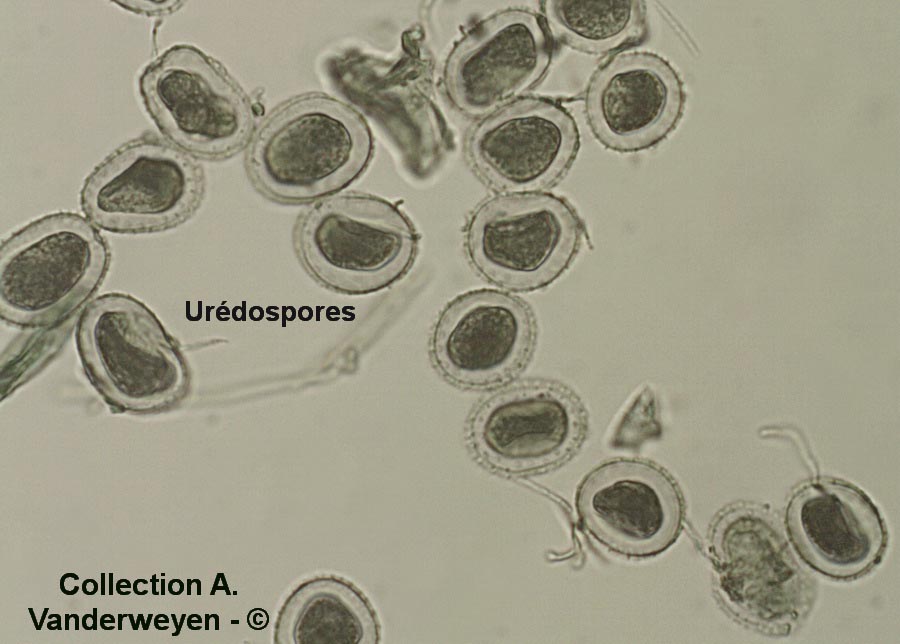 Pucciniastrum agrimoniae