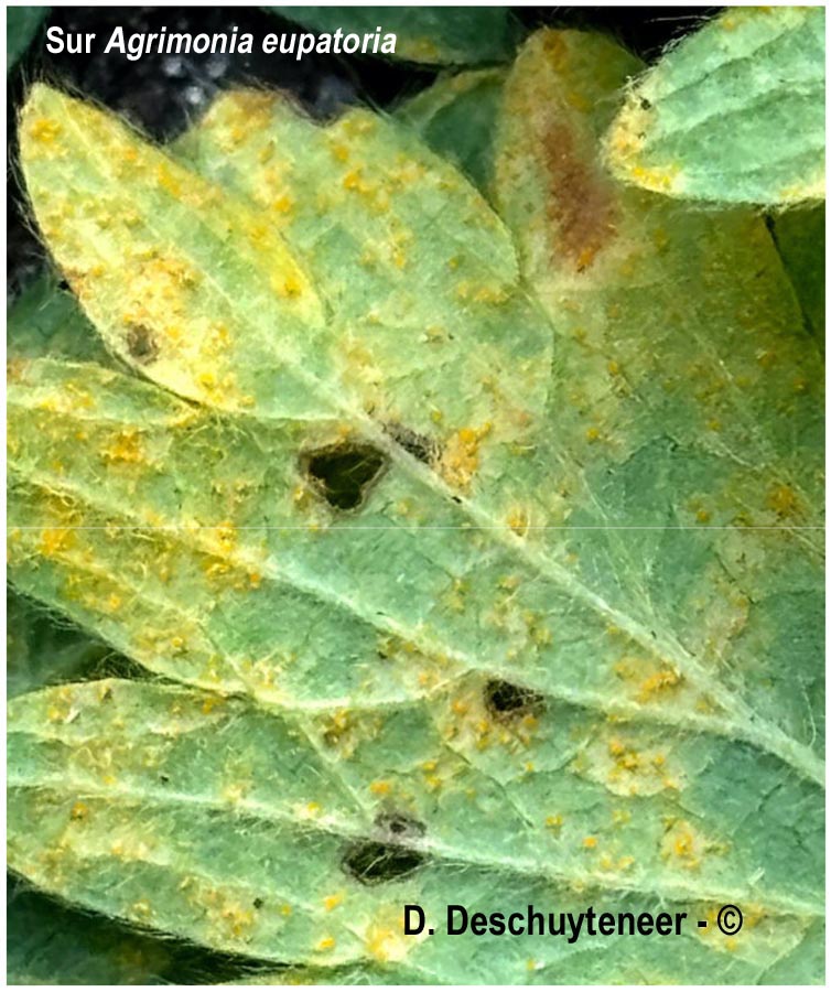 Pucciniastrum agrimoniae