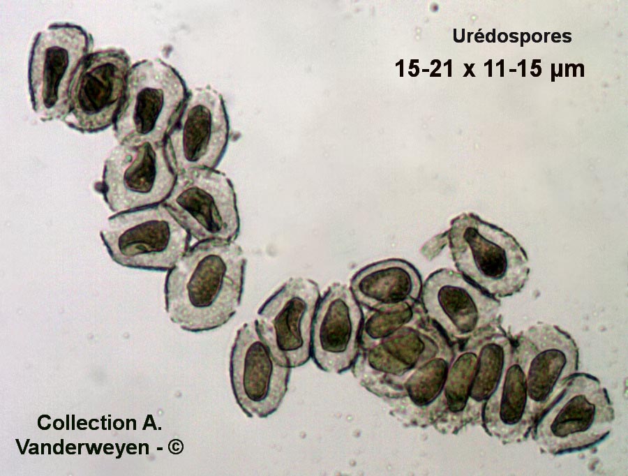 Pucciniastrum areolatum